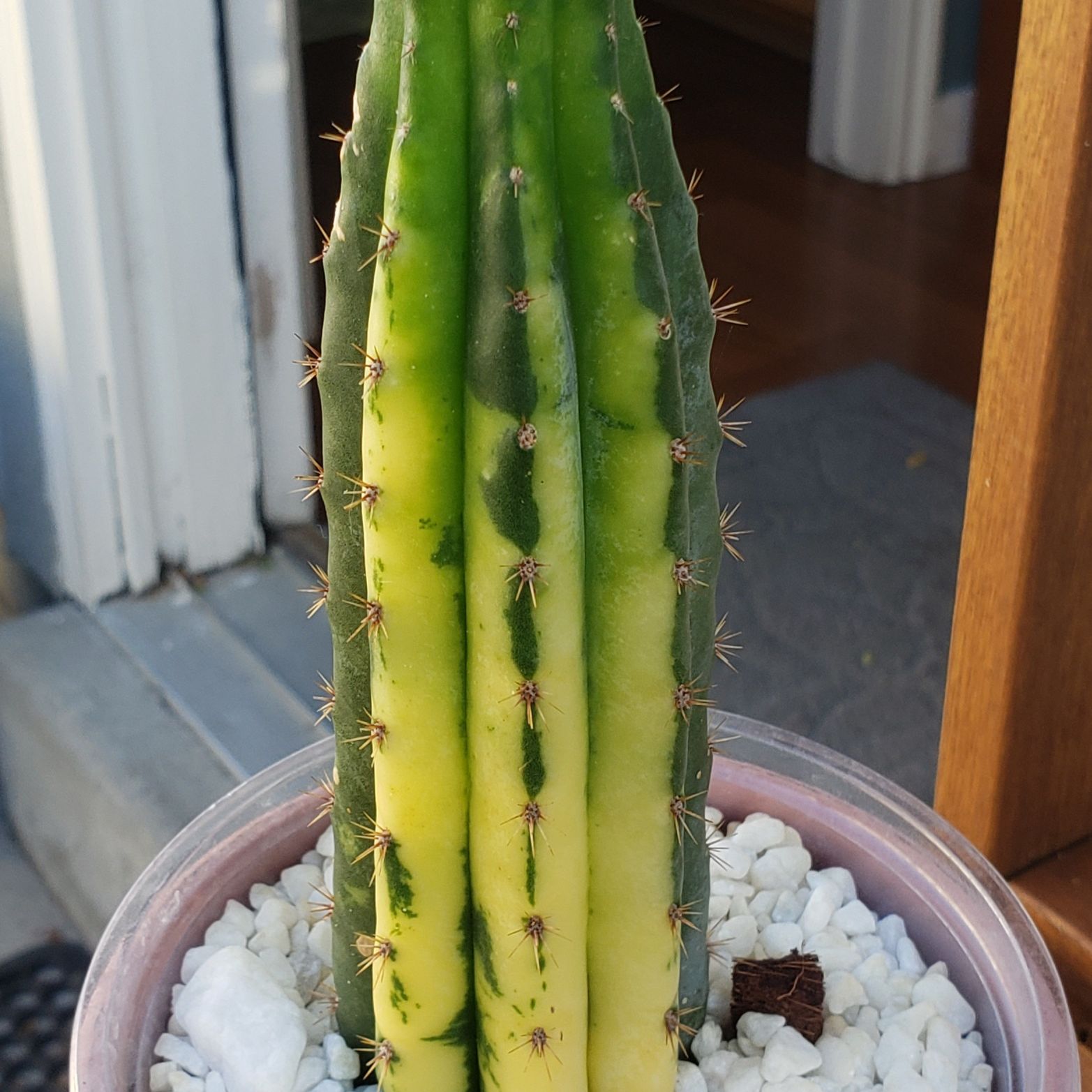 Photo of the plant species Variegated Blue Flame by @nikkendoodle named Big Blue on Greg, the plant care app