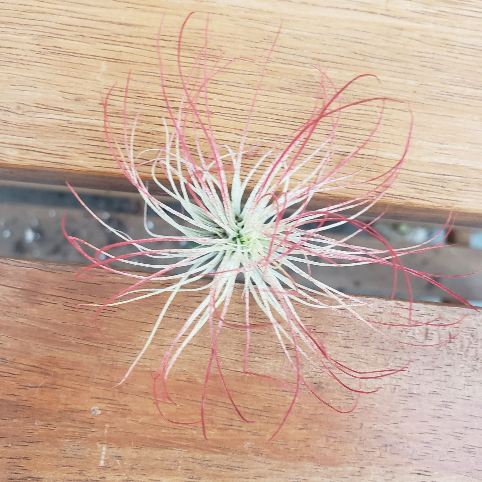Photo of the plant species Tillandsia andreana by @nikkendoodle named Kylie on Greg, the plant care app