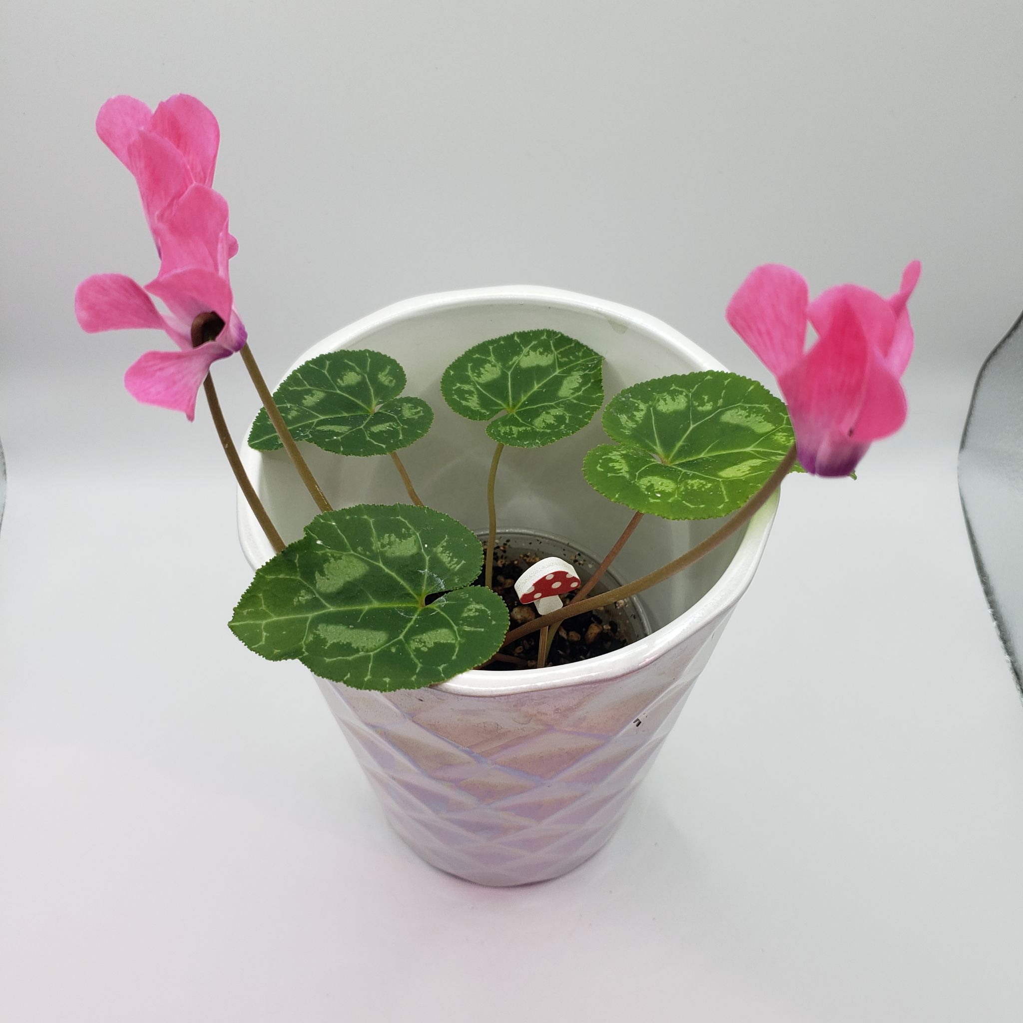 Photo of the plant species Mini Me Dwarf Ivy-leaf Hardy Cyclamen by @nikkendoodle named Minnie on Greg, the plant care app