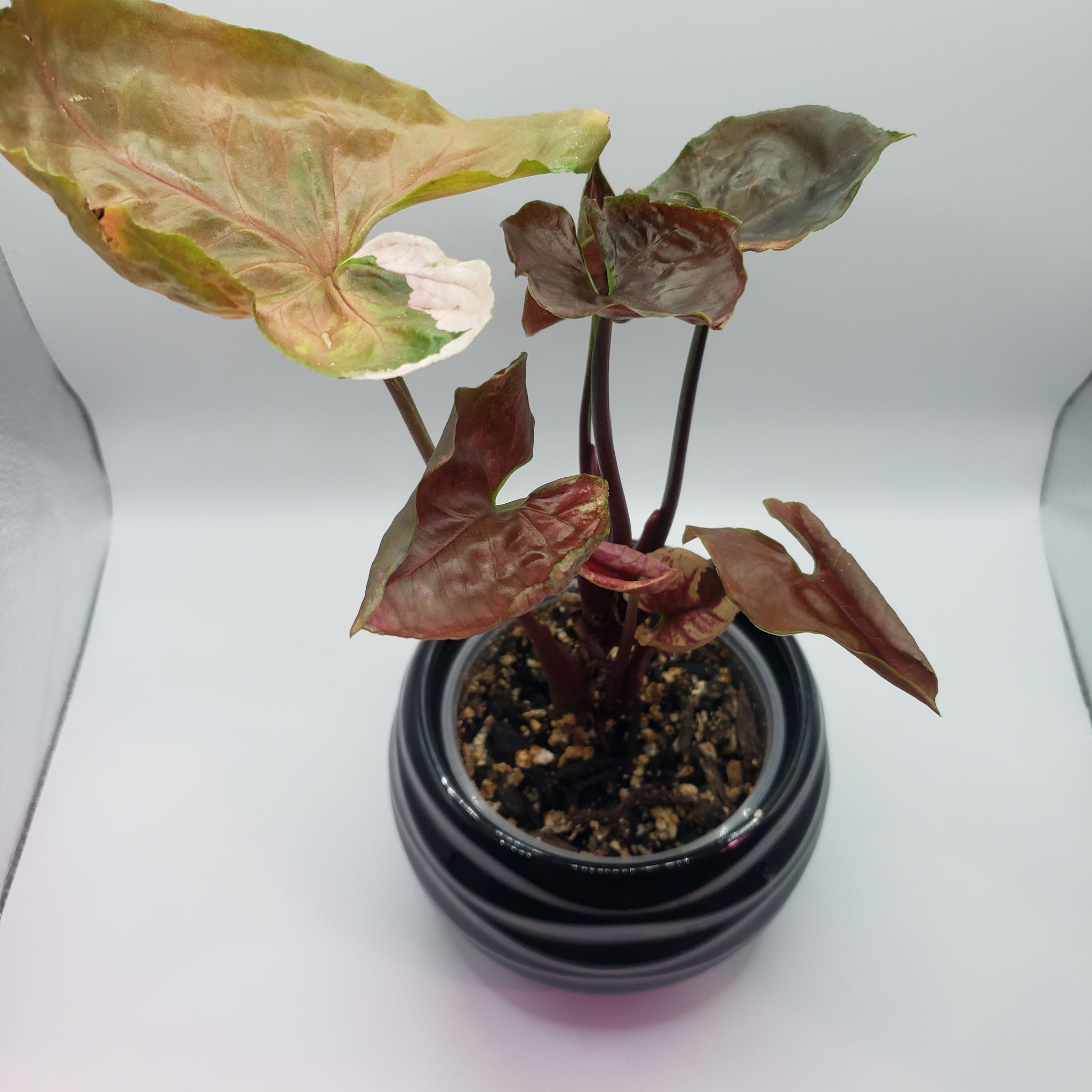 Photo of the plant species Strawberry Ice Arrowhead Plant by @nikkendoodle named Ice Queen on Greg, the plant care app