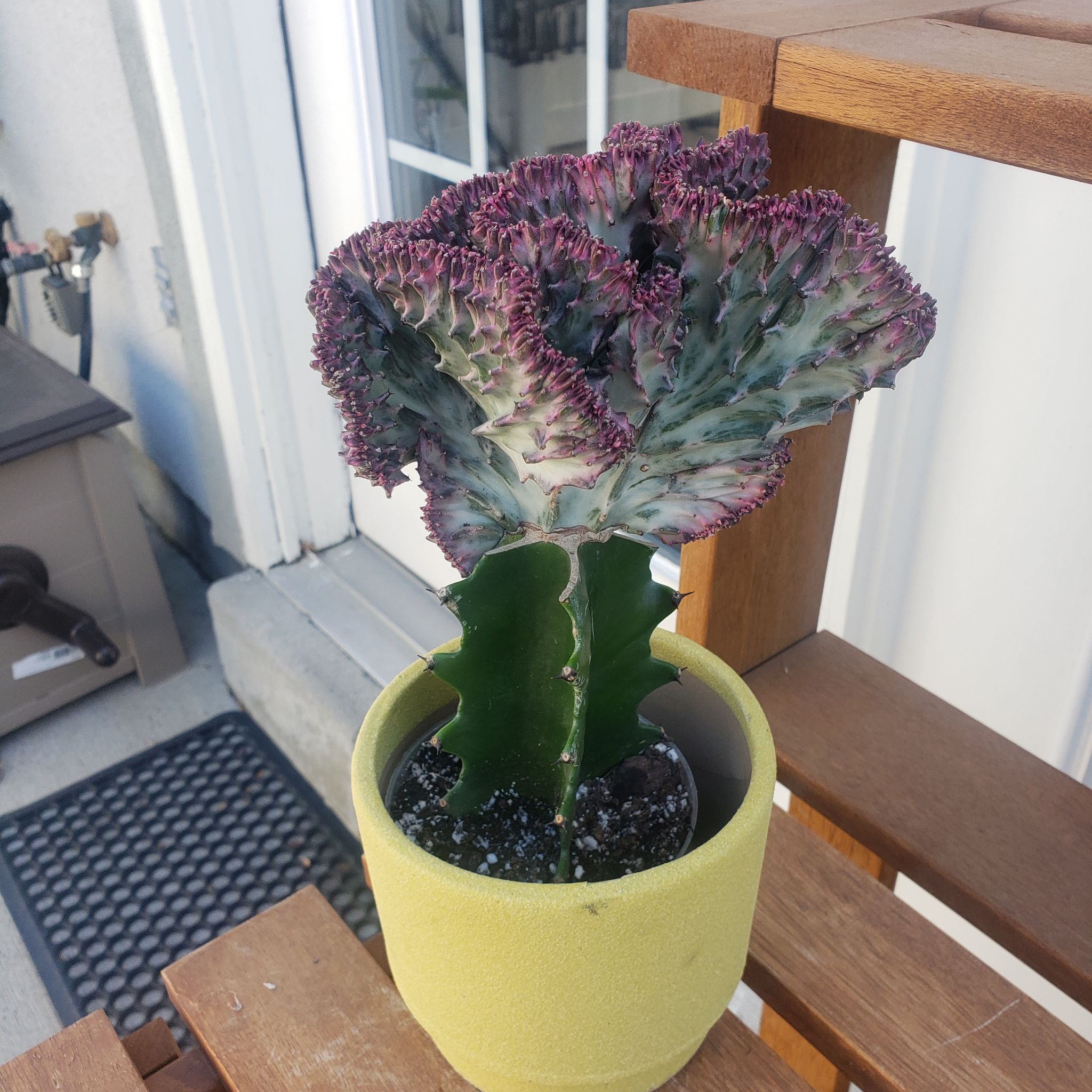 Photo of the plant species Crinum 'Mermaid' by @nikkendoodle named Ariel on Greg, the plant care app