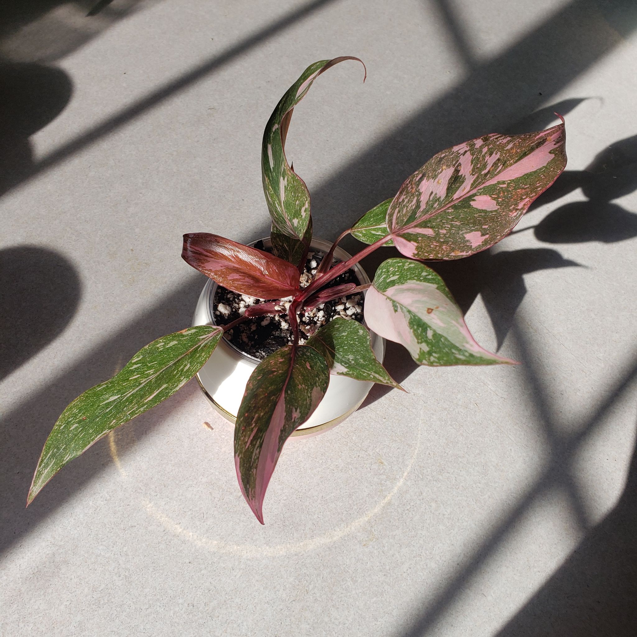 Photo of the plant species Philodendron 'Pink Princess Marble' by @nikkendoodle named Galaxy on Greg, the plant care app