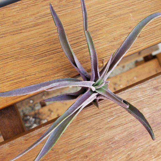 Photo of the plant species Tillandsia chiapensis by @nikkendoodle named Madonna on Greg, the plant care app