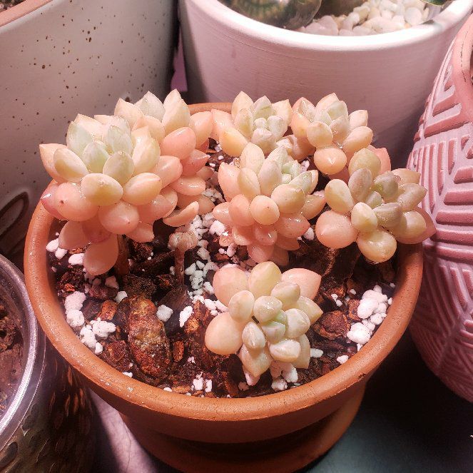 Photo of the plant species Bubble Candy by @nikkendoodle named Bubbles on Greg, the plant care app