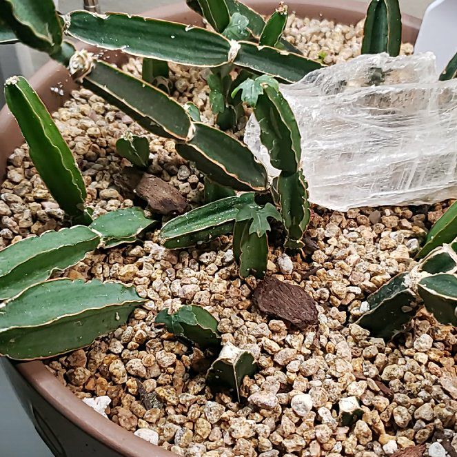 Photo of the plant species Adamant Creeper by @nikkendoodle named Zion on Greg, the plant care app