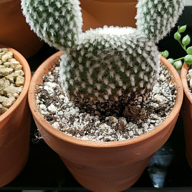 Photo of the plant species Angel Wings Cactus by @nikkendoodle named Leonardo on Greg, the plant care app