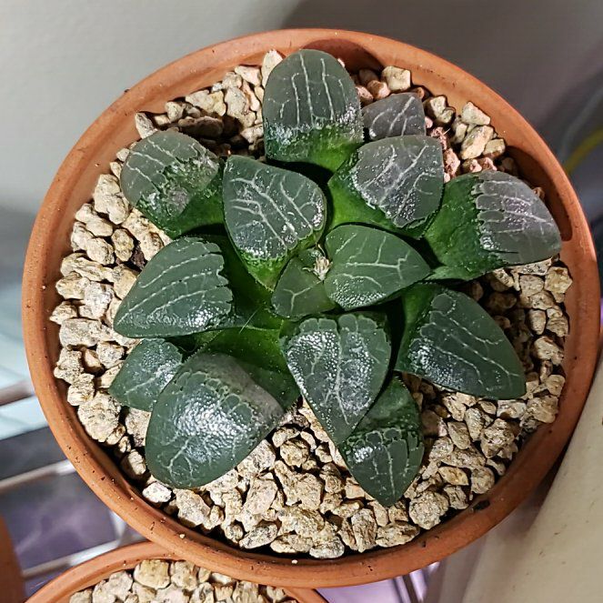 Photo of the plant species Haworthia bayeri by @nikkendoodle named Bayeri on Greg, the plant care app