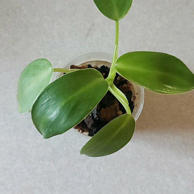Photo of the plant species Philodendron Spiritus Sancti by @nikkendoodle named Spirit on Greg, the plant care app