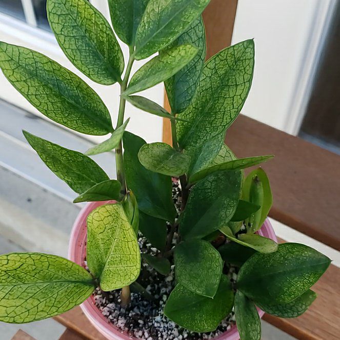 Photo of the plant species Chameleon ZZ Plant by @nikkendoodle named Pascal on Greg, the plant care app