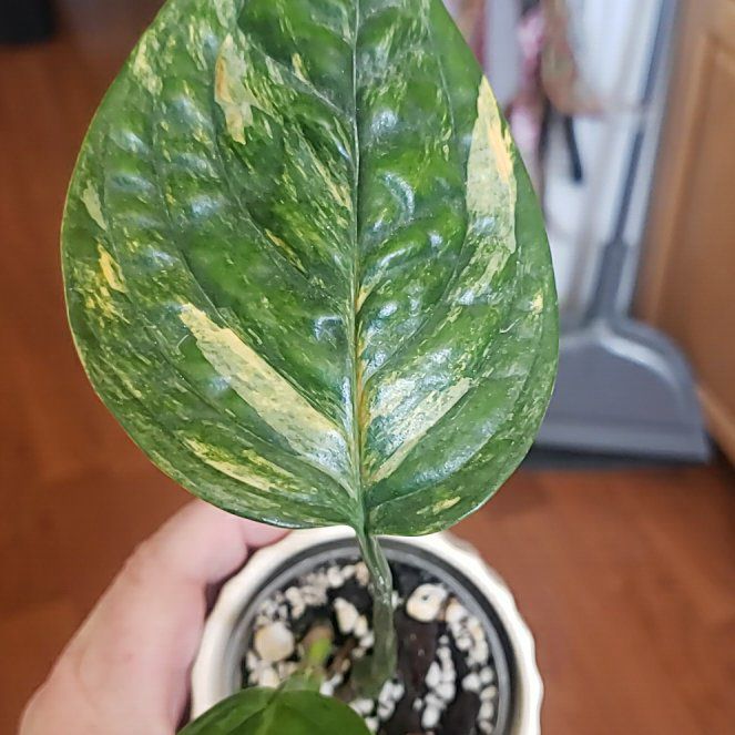 Photo of the plant species Variegated Monstera Peru by @nikkendoodle named Peru on Greg, the plant care app