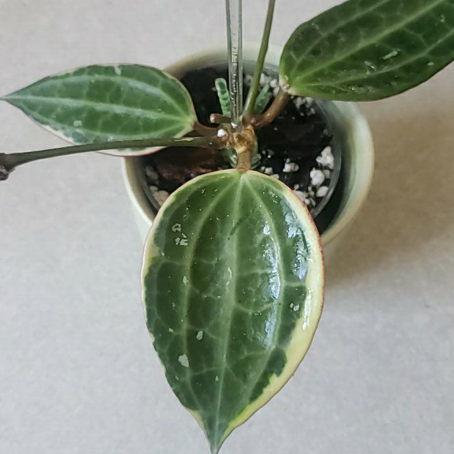 Photo of the plant species Hoya macrophylla by @nikkendoodle named Macrophylla on Greg, the plant care app