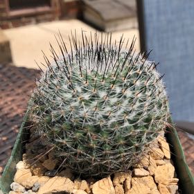 Photo of the plant species Mammillaria riteriana by @msjones named Fernie Mac on Greg, the plant care app