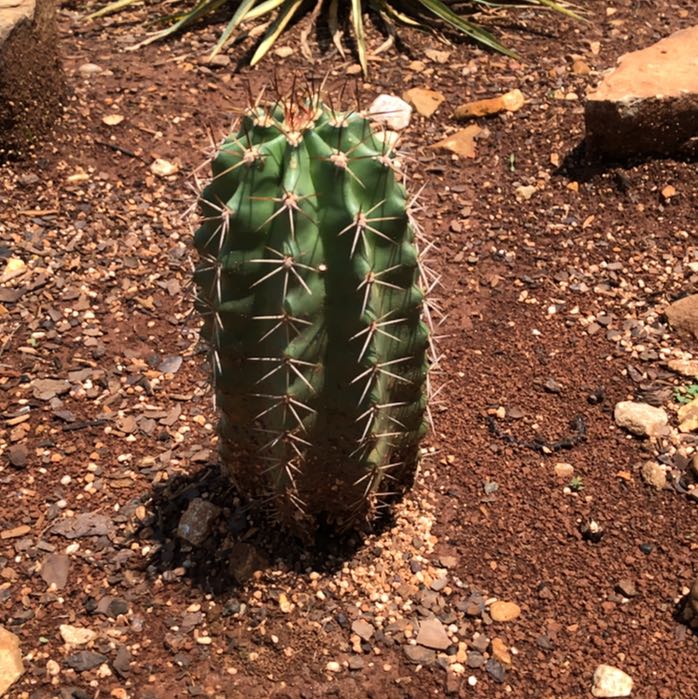 Photo of the plant species Huasteca Canyon Claret Cup Cactus by @msjones named Gomez on Greg, the plant care app