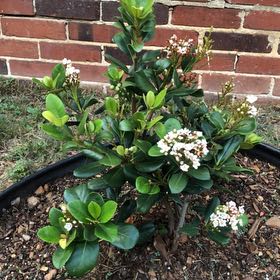 Photo of the plant species Indian Hawthorn by @msjones named Kylie on Greg, the plant care app