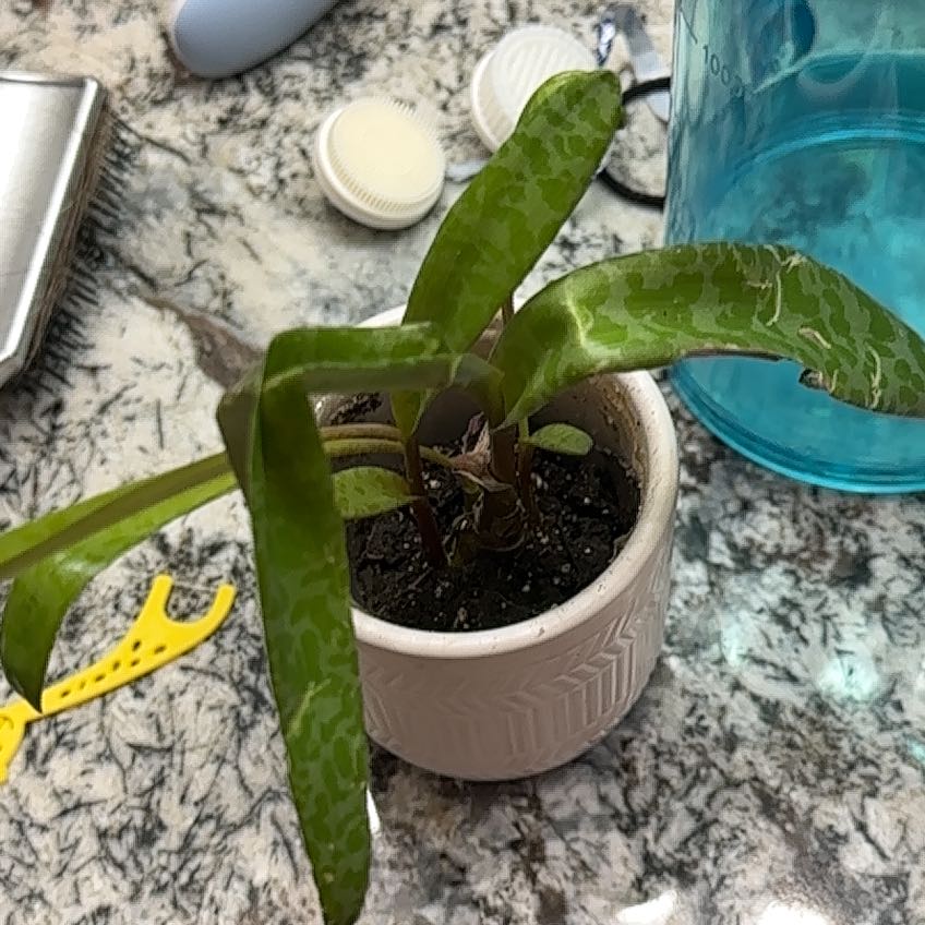 Photo of the plant species Zebra Silver Squill by @BlossomingHope named Osmo on Greg, the plant care app