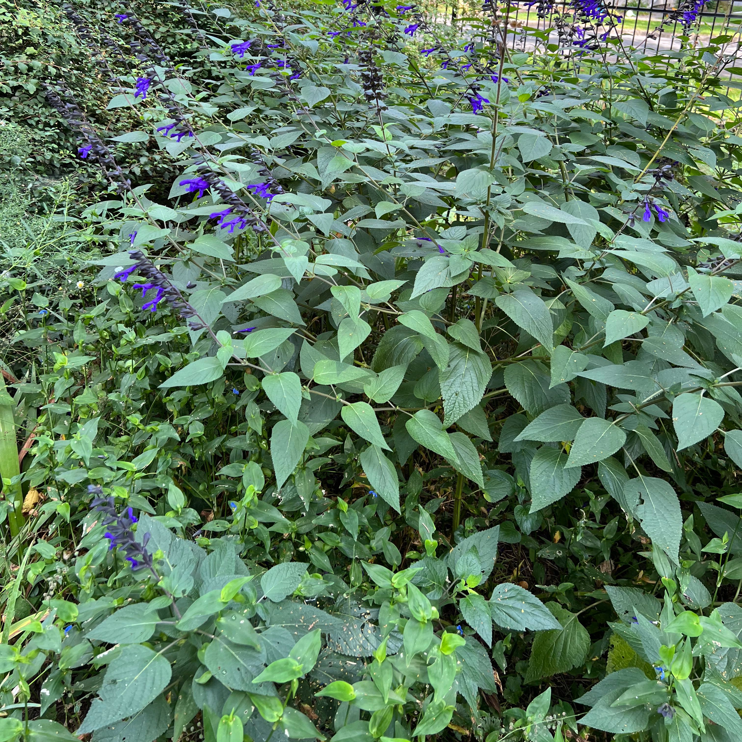 Anise-Scented Sage with green leaves and blue flowers in a dense growth.
