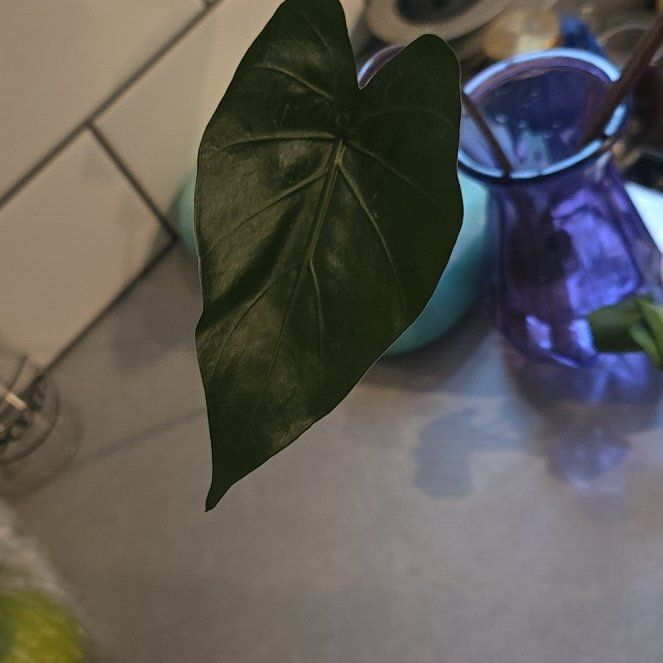 Photo of the plant species Alocasia Metalhead by @LordBulrush named Axel Rose on Greg, the plant care app