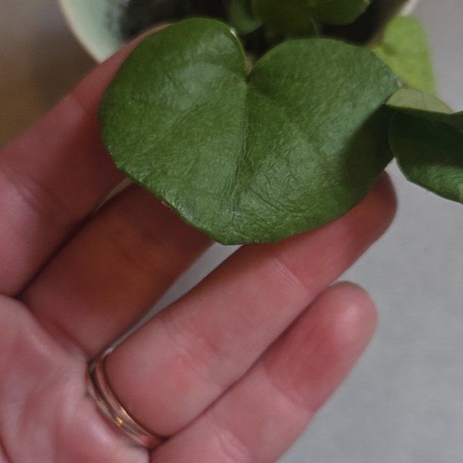 Photo of the plant species Tractor Seat Plant by @LordBulrush named Huckleberry Fern on Greg, the plant care app