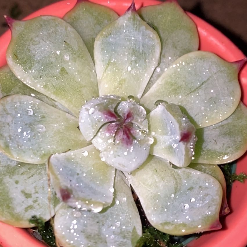 Photo of the plant species Violet Queen by @UgrowGrl named Cleopatra on Greg, the plant care app