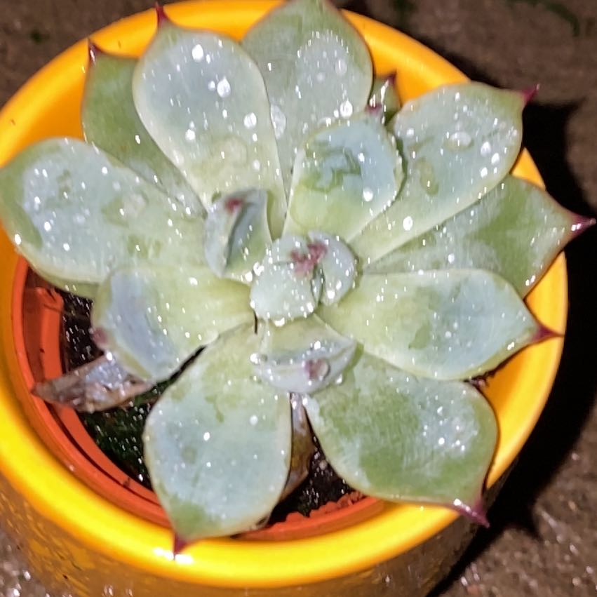 Photo of the plant species Violet Queen by @UgrowGrl named Jahzara on Greg, the plant care app