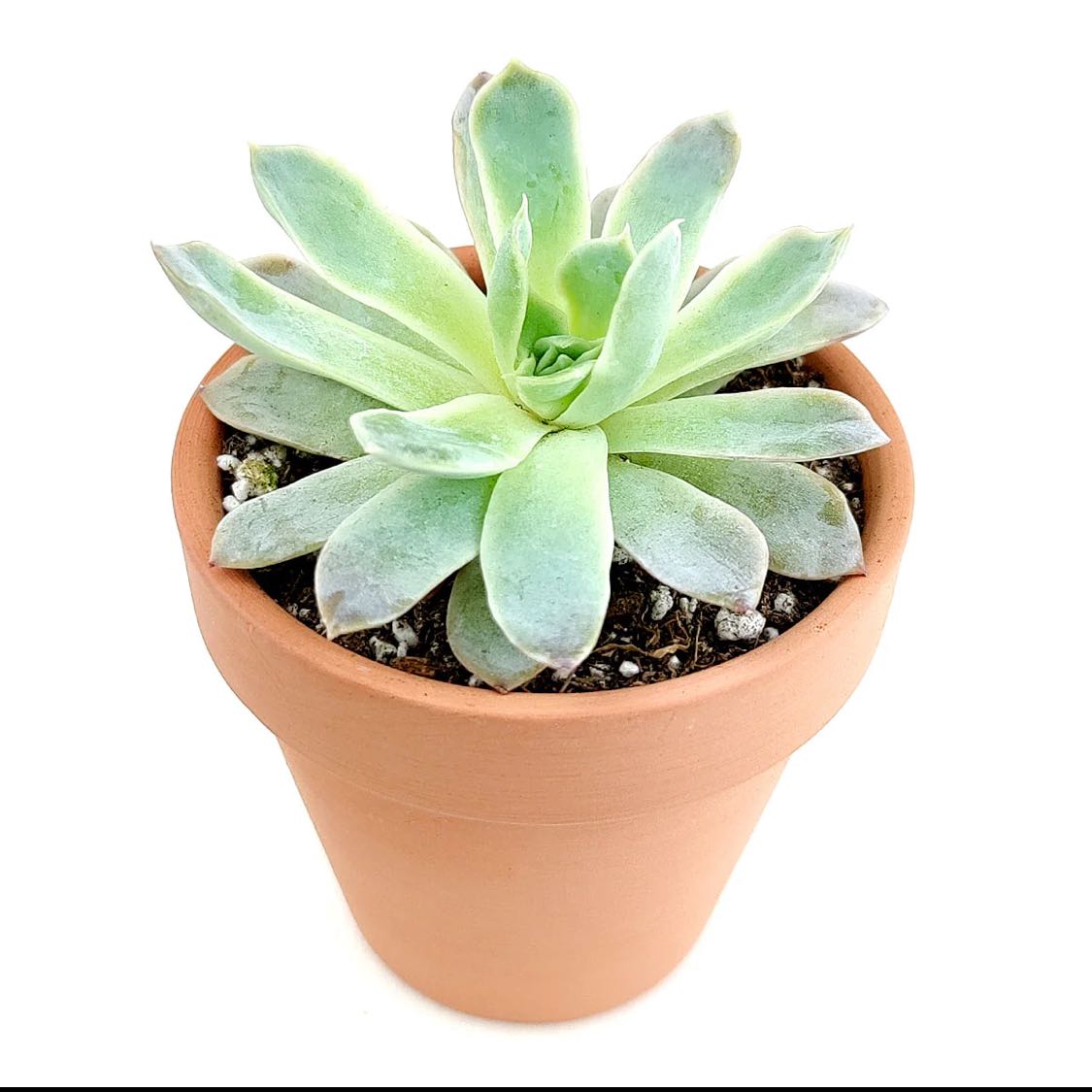 Healthy Echeveria succulent in a terracotta pot with visible soil.