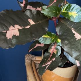 Photo of the plant species Caricature Plant by @GenialMikimiki named Terra on Greg, the plant care app