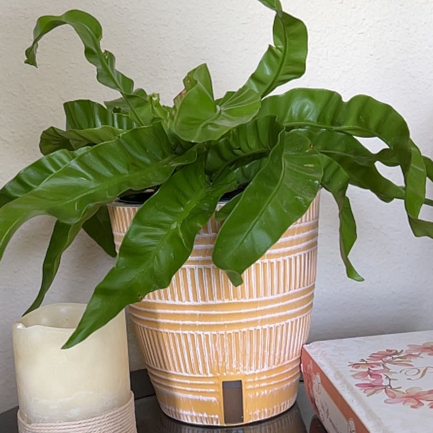 Healthy Hurricane Fern in a decorative pot with vibrant green leaves.