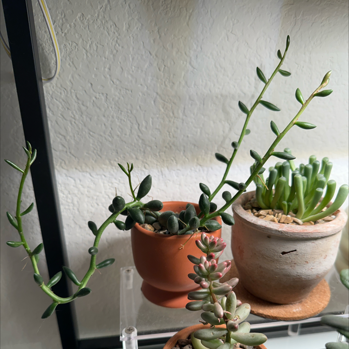 Photo of the plant species Adromischus filicaulis subsp. marlothii by @YazzyBananas named Andrew on Greg, the plant care app
