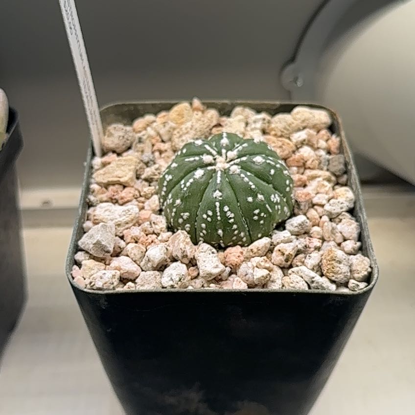 A healthy Sand Dollar Cactus in a pot with rocky soil.