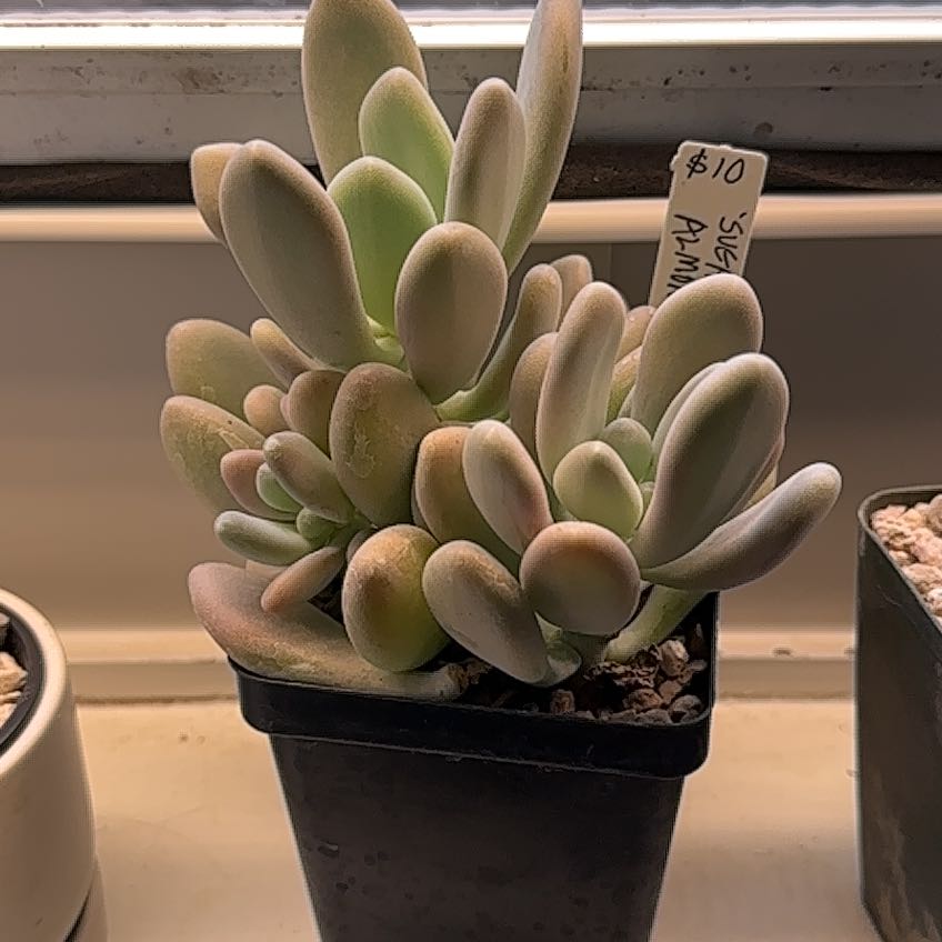 Photo of the plant species sticky moonstones by @YazzyBananas named Marley on Greg, the plant care app