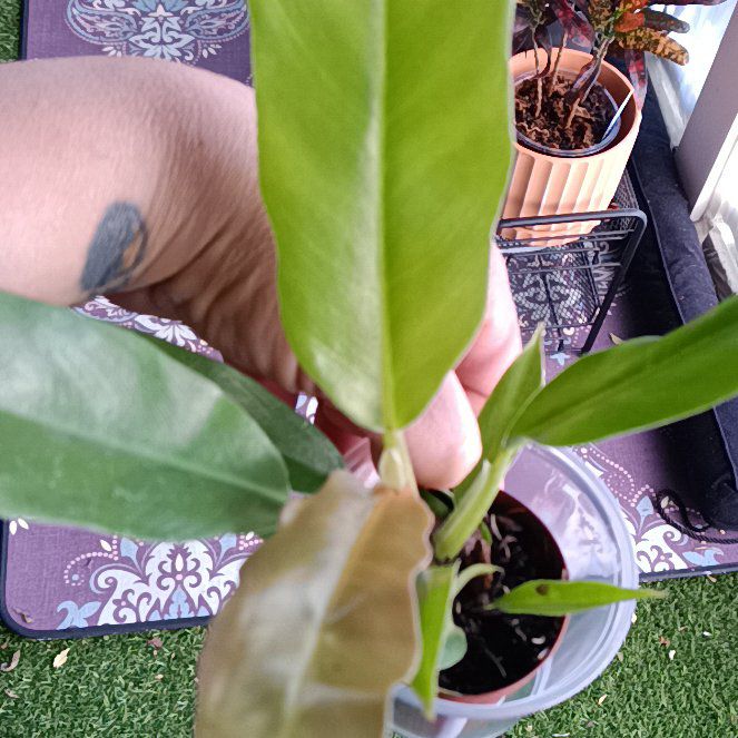 Photo of the plant species Philodendron Jungle Boogie by @HardyVetiver named Queen on Greg, the plant care app