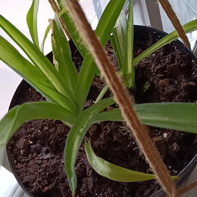 Photo of the plant species Green Spider Plant by @HardyVetiver named Moonlight on Greg, the plant care app
