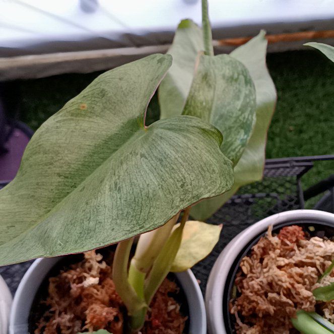 Photo of the plant species Paraiso Verde Philodendron by @HardyVetiver named Athena on Greg, the plant care app