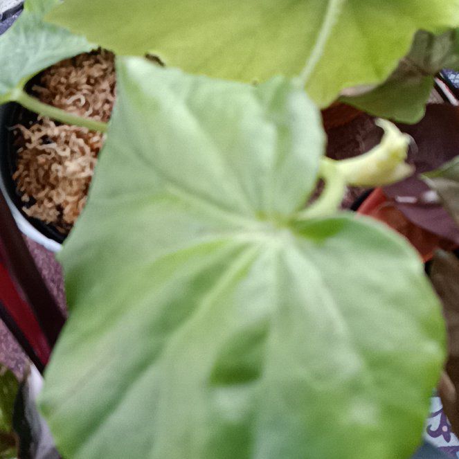 Photo of the plant species Hardy Begonia by @HardyVetiver named Taylor Swift on Greg, the plant care app