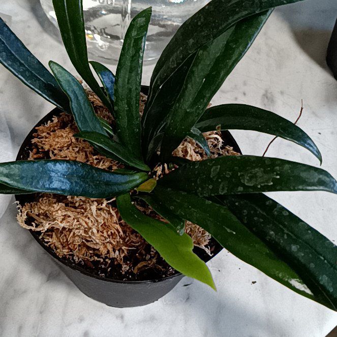 Photo of the plant species Blue Oil Fern by @HardyVetiver named Winston on Greg, the plant care app