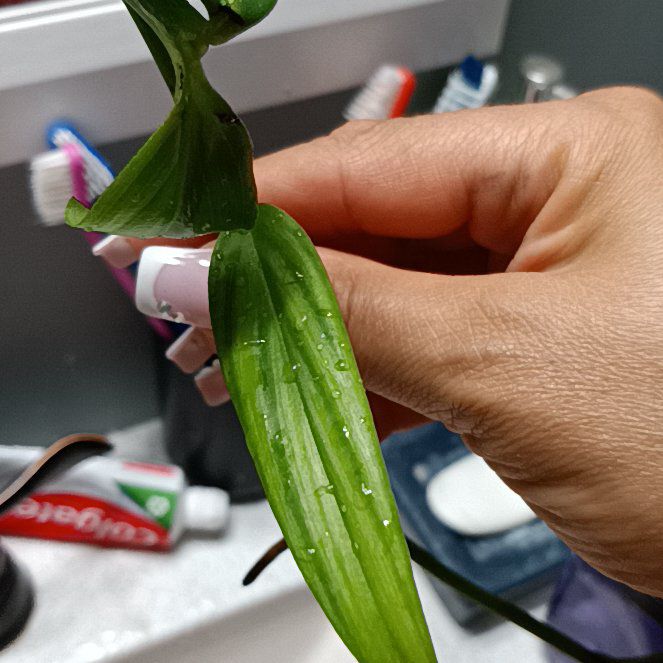 Photo of the plant species Pothos amplifolia by @HardyVetiver named Nithin on Greg, the plant care app