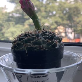 Photo of the plant species Gymnocalycium baldianum 'variegata' by @SapientDamsii named Sassafras on Greg, the plant care app