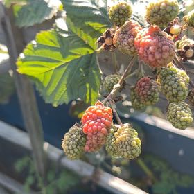 Photo of the plant species Zarzamora by @AmusingSkypilot named Luna on Greg, the plant care app