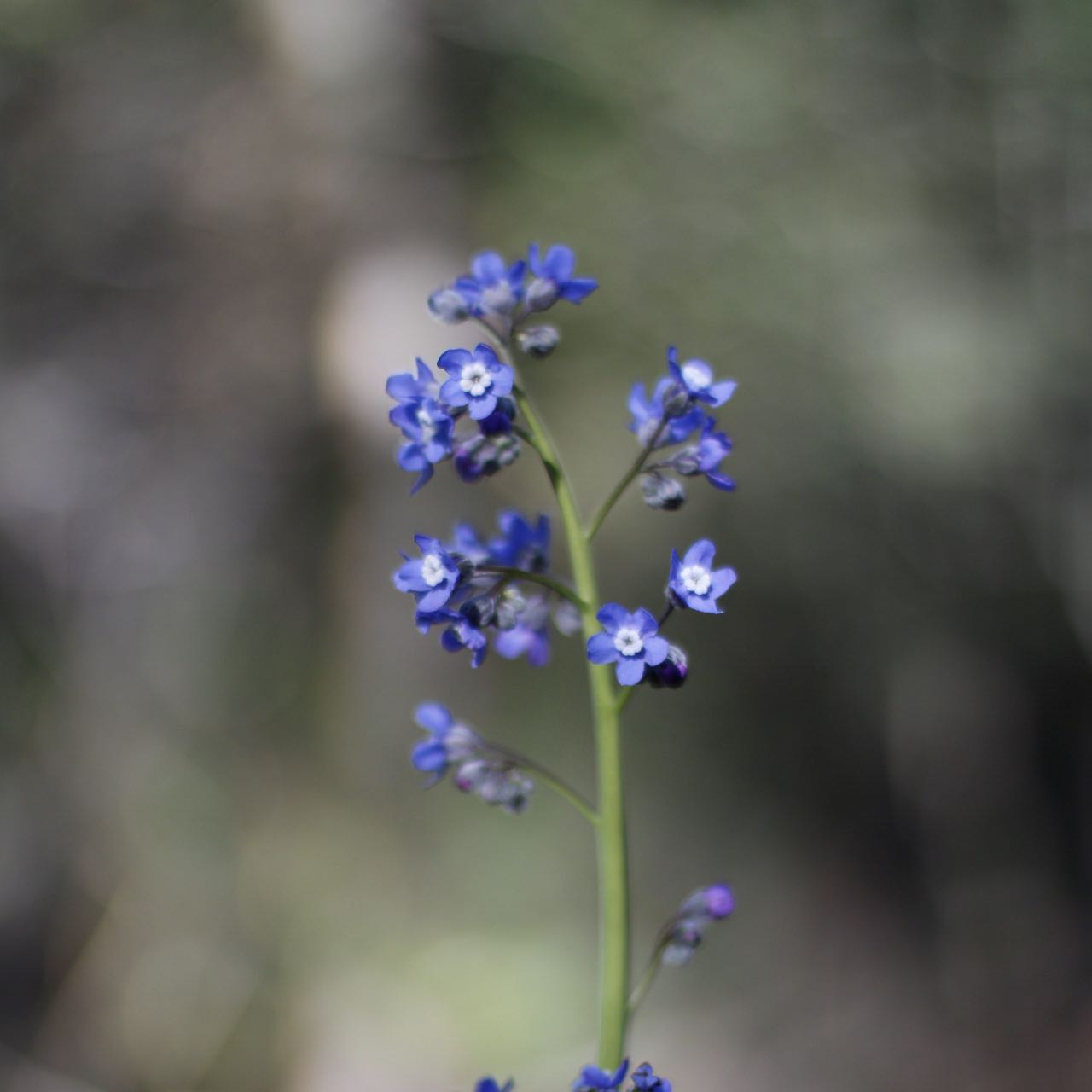 false Forget-Me-Not plant with small blue flowers in focus against a blurred background.