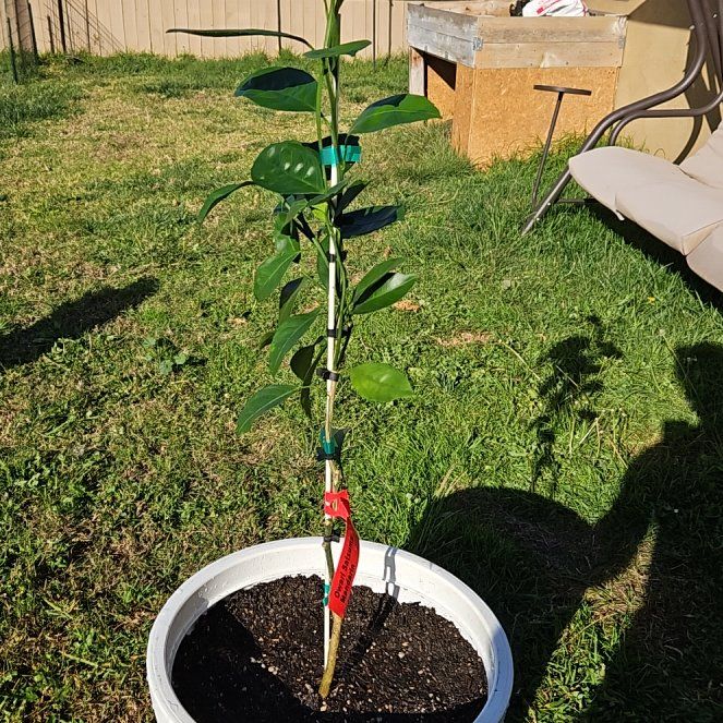 Photo of the plant species Owari Satsuma Mandarin Tree by @BestSilkvine named Achilles on Greg, the plant care app
