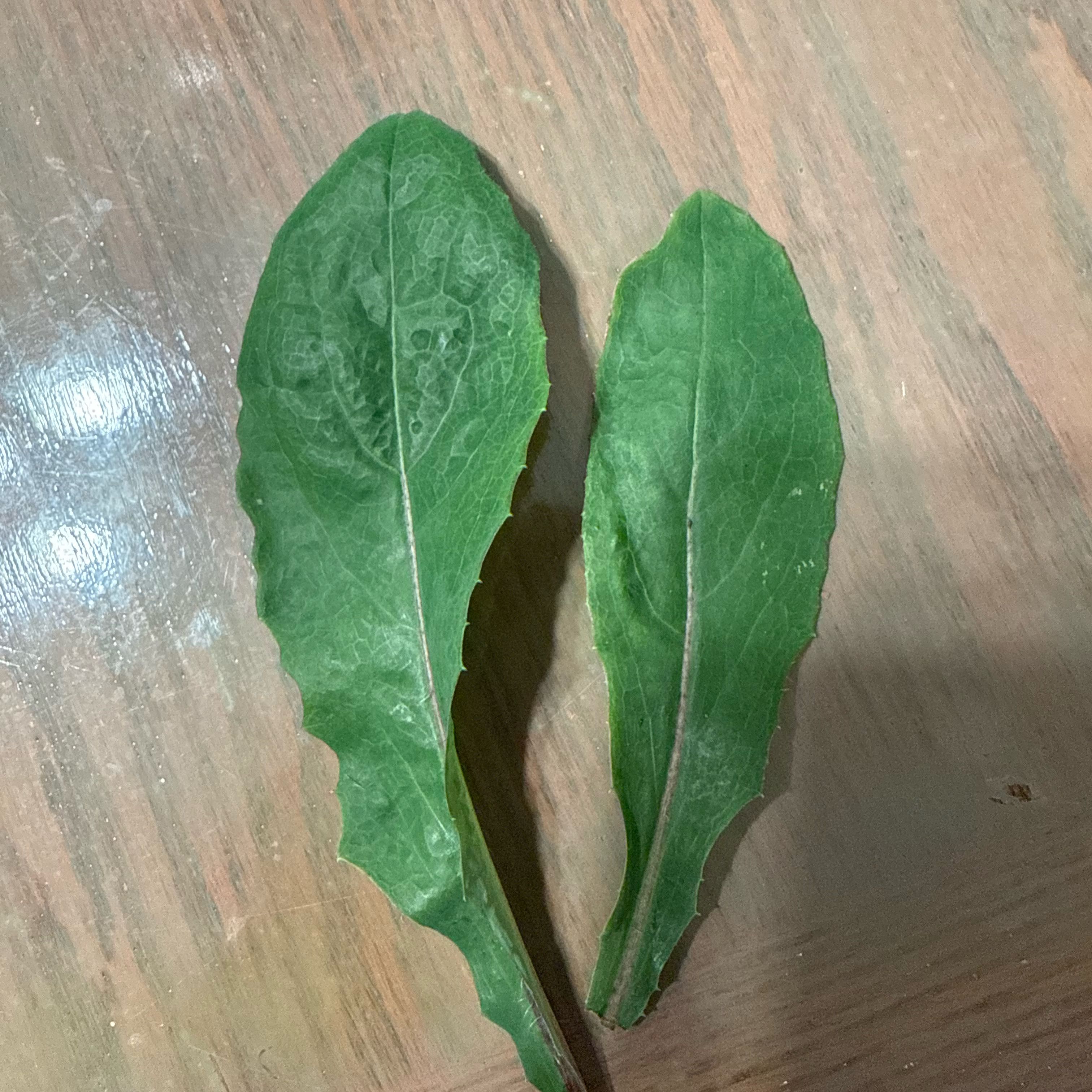 Photo of the plant species Common Sorrel by @TenderGlueseed named Rainier on Greg, the plant care app