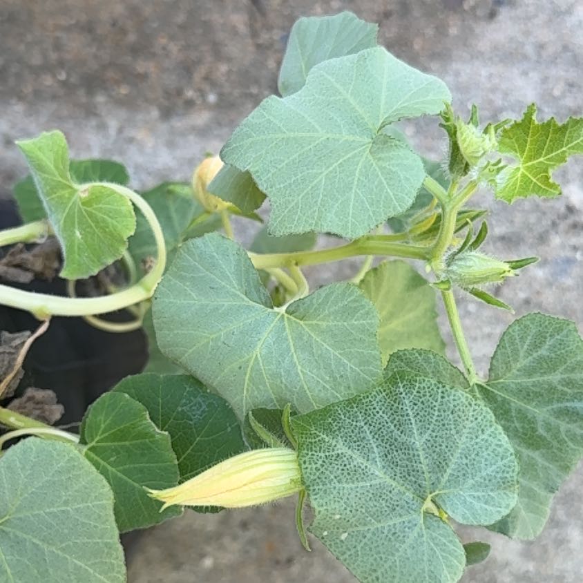 Photo of the plant species Buffalo Gourd by @TenderGlueseed named Kesha on Greg, the plant care app