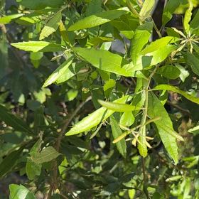 Photo of the plant species Morella Cerifera by @TenderGlueseed named Nithin on Greg, the plant care app