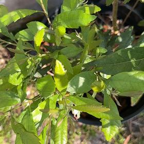 Photo of the plant species Jerusalem Cherry by @TenderGlueseed named Oscar on Greg, the plant care app