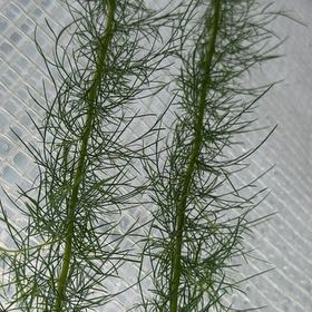 Photo of the plant species Dog Fennel by @TenderGlueseed named Kardashian on Greg, the plant care app