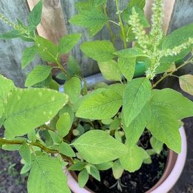 Photo of the plant species Palmer's Amaranth by @TenderGlueseed named Sonora on Greg, the plant care app