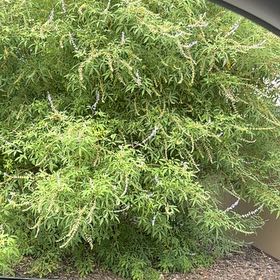 Photo of the plant species Chaste Tree by @TenderGlueseed named Aristotle on Greg, the plant care app