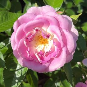 Photo of the plant species French Rose by @TenderGlueseed named Fernie Saunders on Greg, the plant care app
