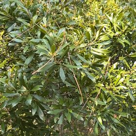 Photo of the plant species Morella Cerifera by @TenderGlueseed named Sir Plancelot on Greg, the plant care app