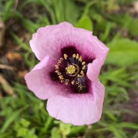 Photo of the plant species Papaver Somniferum by @LuxuryRambutan named Delilah on Greg, the plant care app
